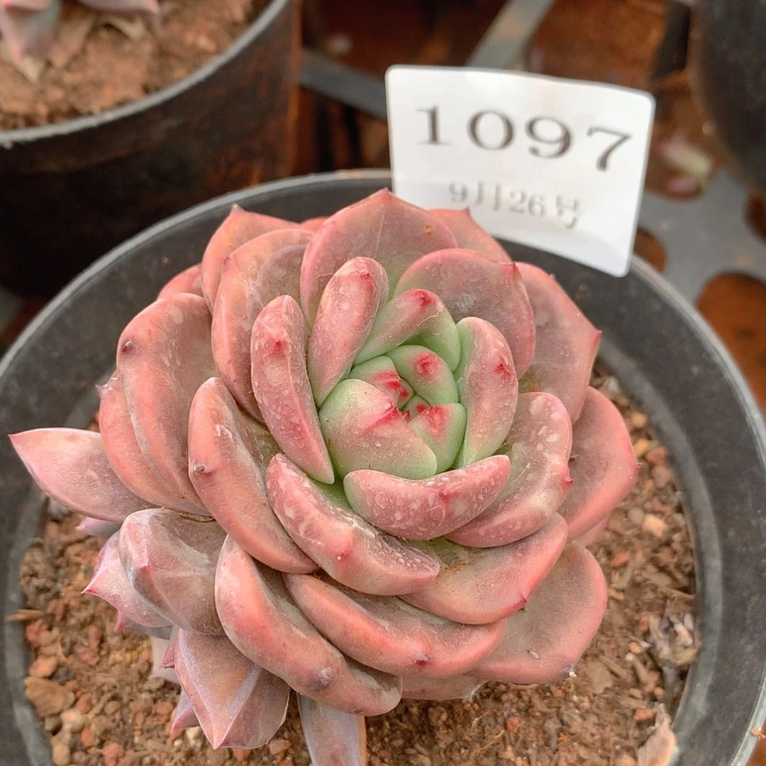 【闪购商品】云1097号