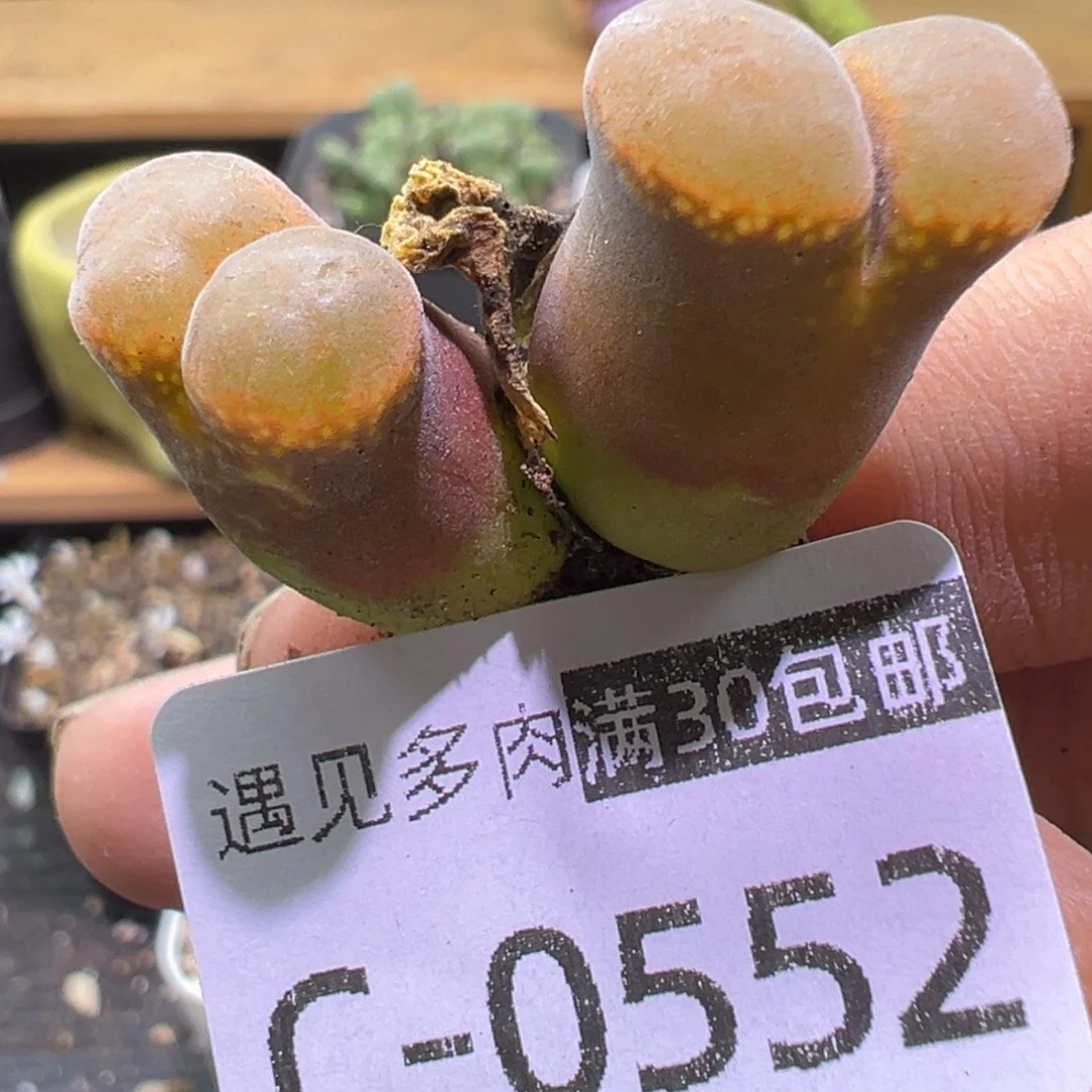 多肉植物的11111111111