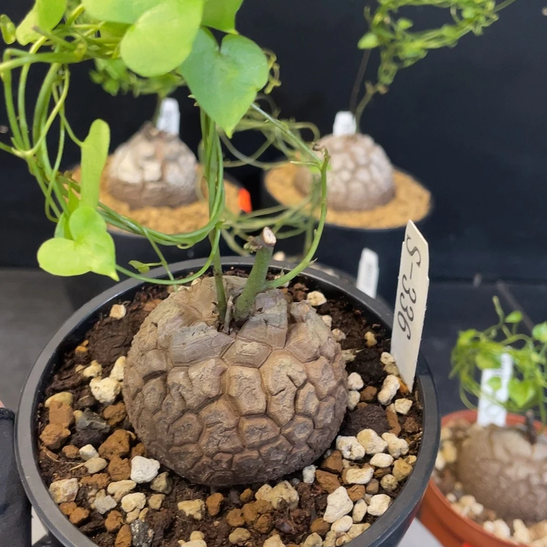 336号龟甲龙不退不换