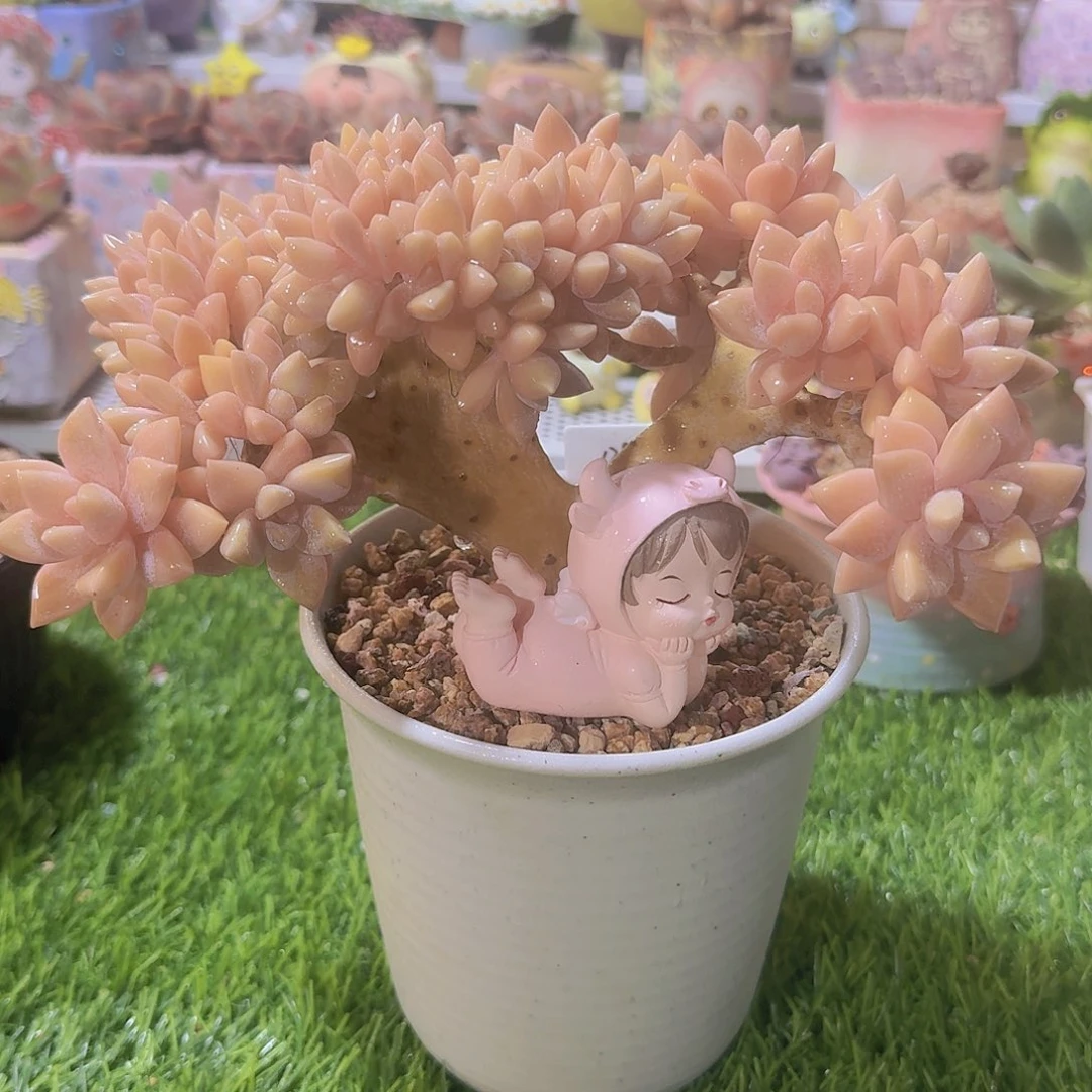 无花朵淡雪朵朵树