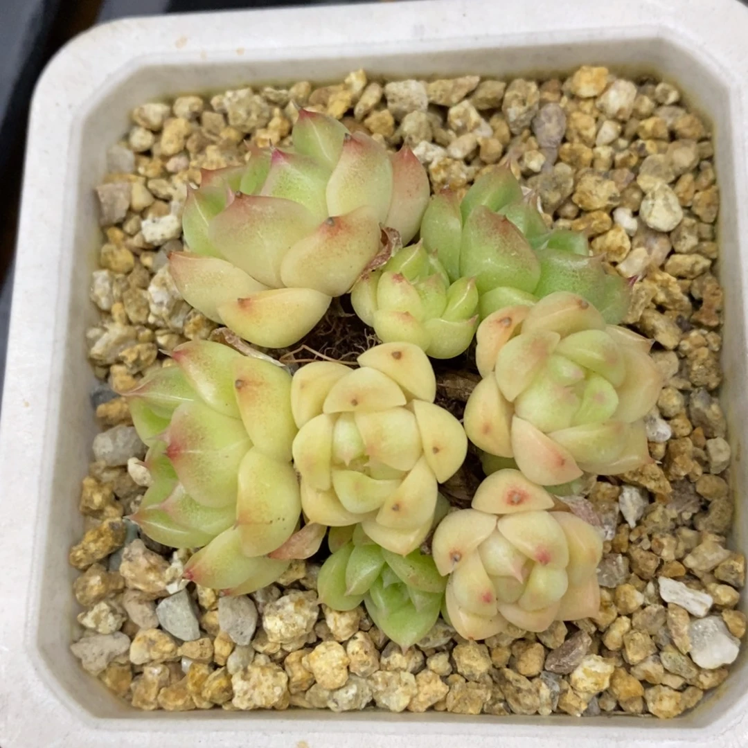 精品多肉一物，拍不包整153