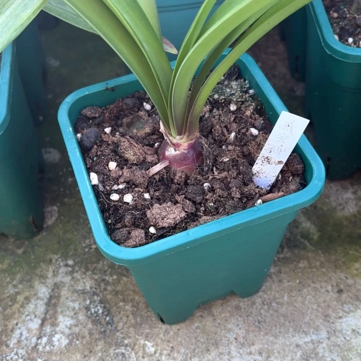 无花朵孤宝仙子4+带盆（零度不带盆）