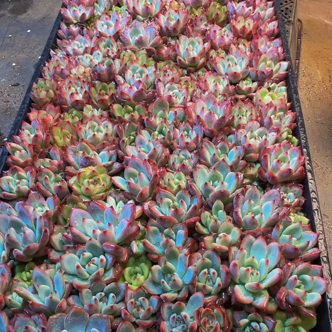 693的植物形态特征多年生草本