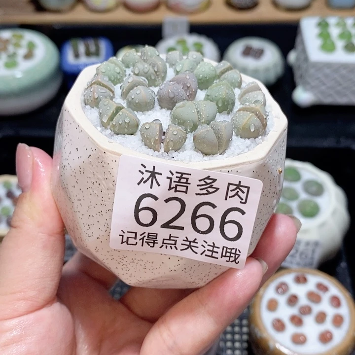 带盆土发货 精美盆栽6266