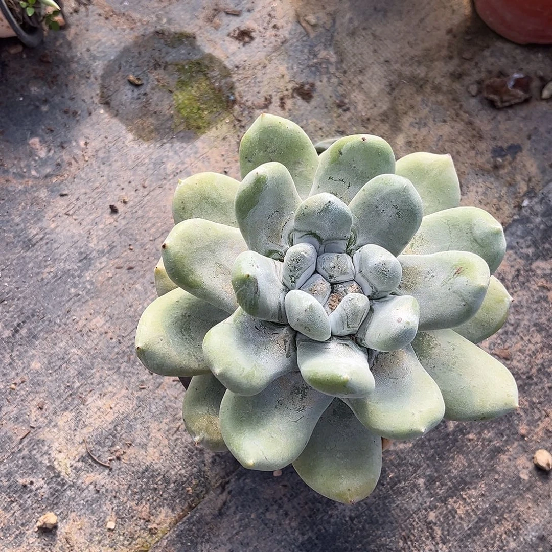 小鹿多肉一物一拍