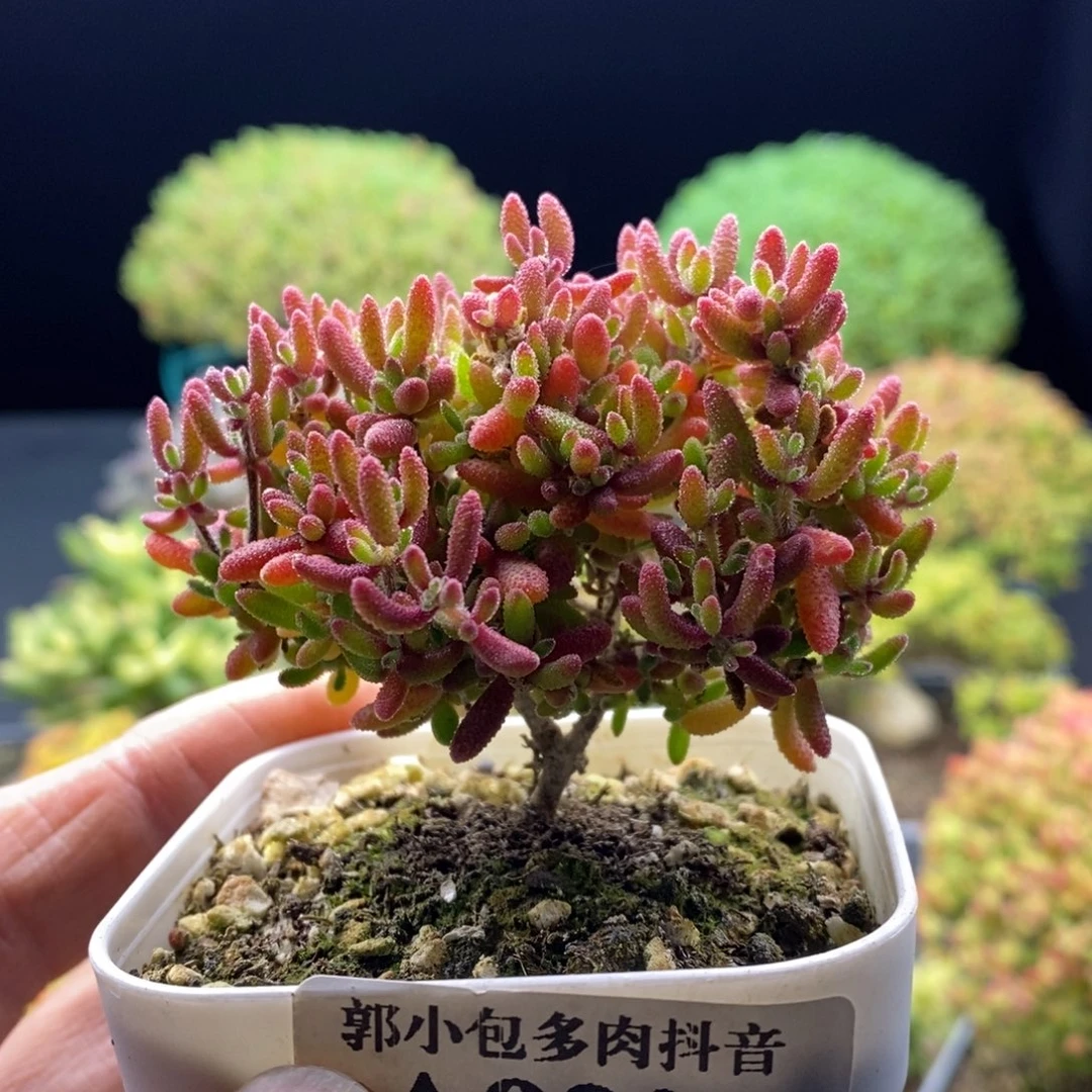 920红麒麟。