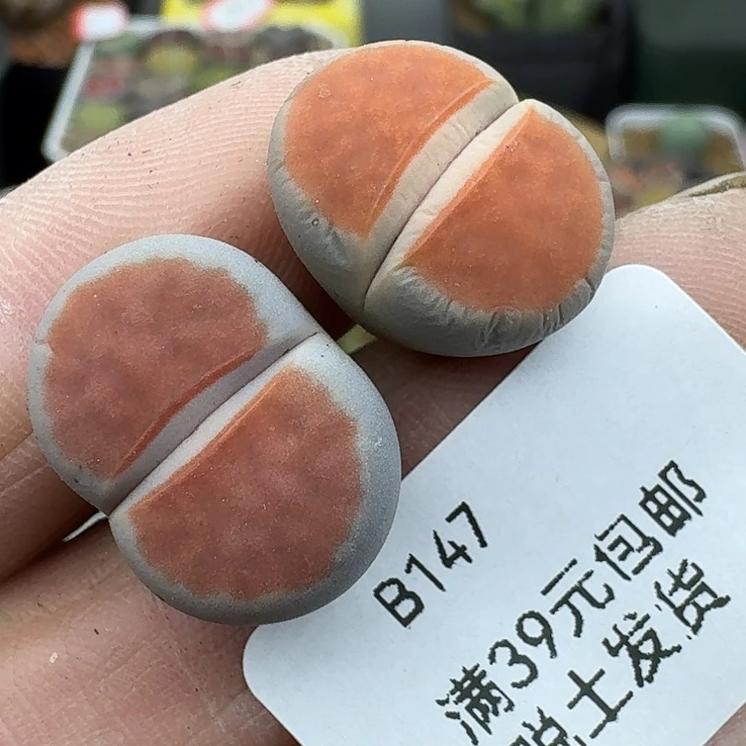 147达人多肉哈哈哈哈哈哈哈
