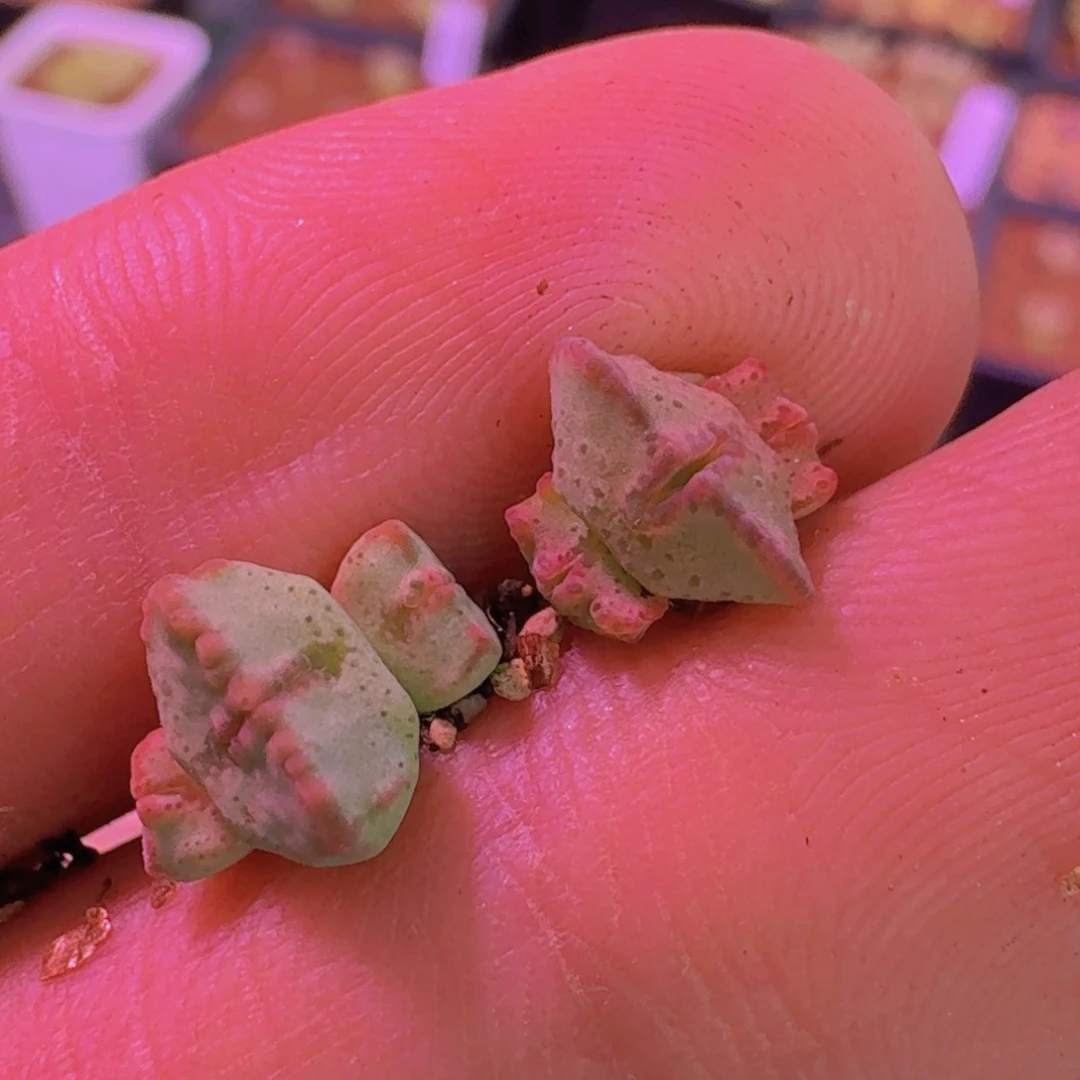 画****云缦精品番杏6.68