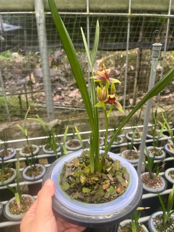 兰花苗一物一拍浓香花卉