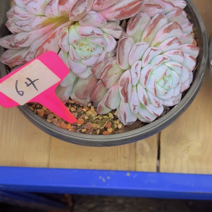 天****64////////////////////////