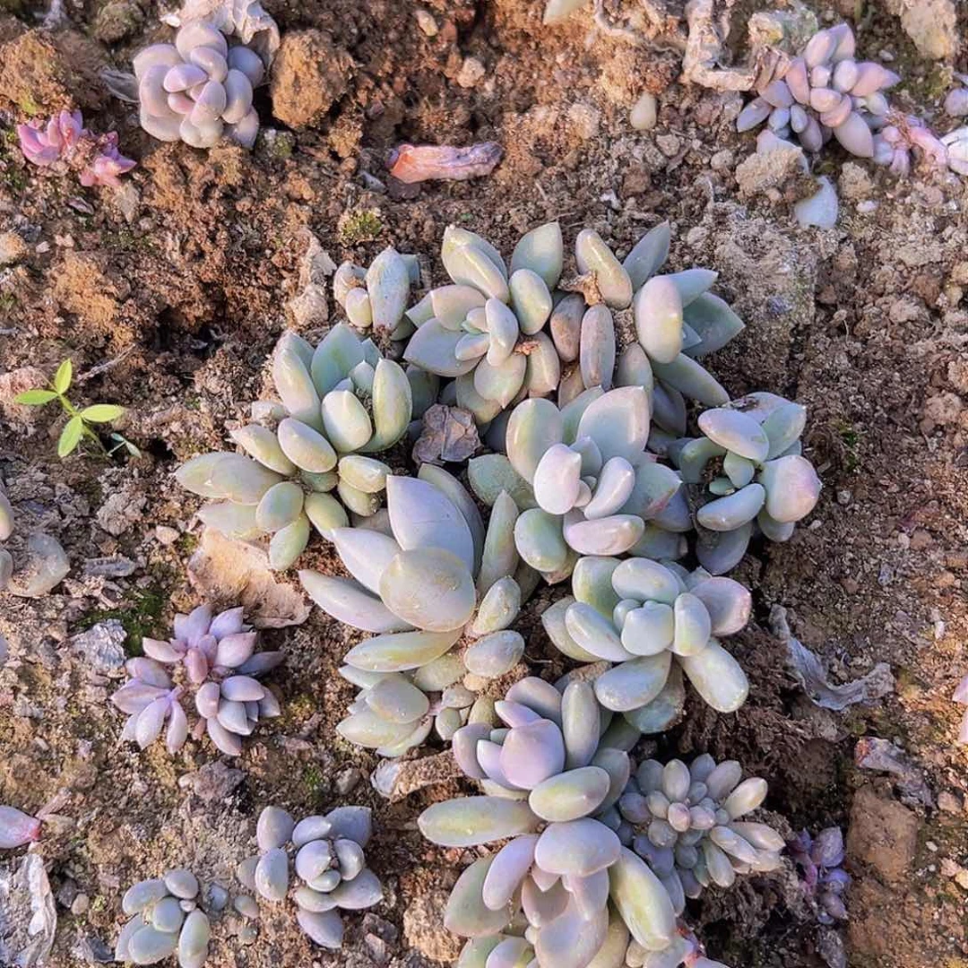 胖美人叶插苗默认单头10个，零下温度必拍保温棉