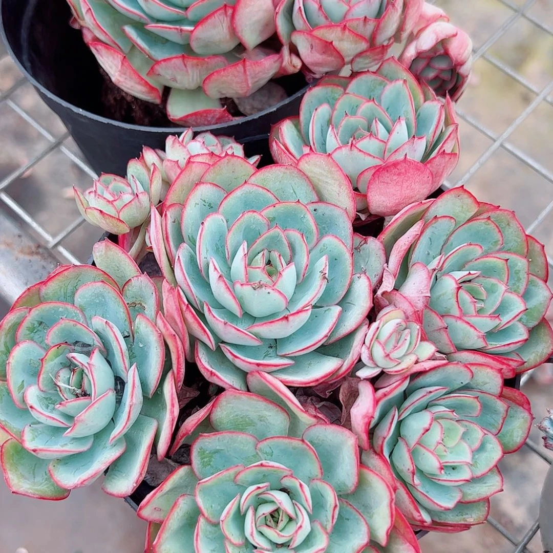 牡丹亭多头群生老桩特价