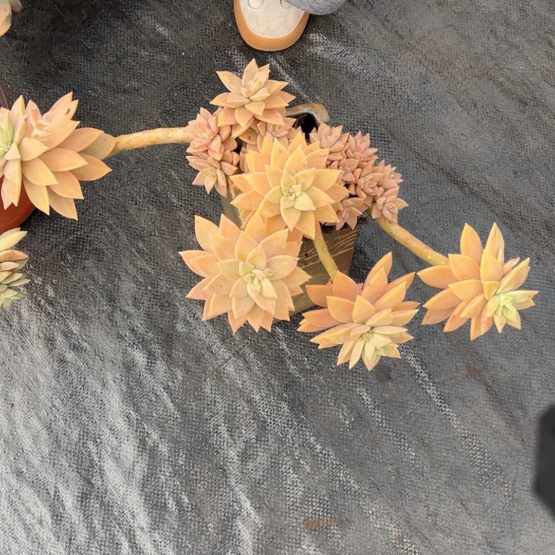 橙色恋人多肉一颗5.8