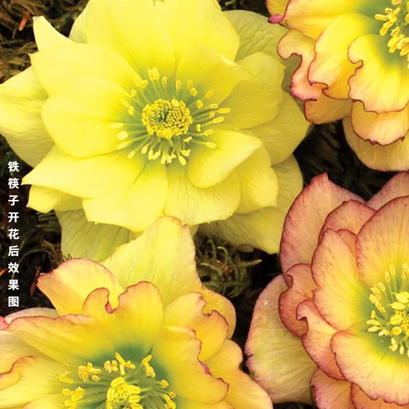 重瓣铁筷子盆栽花苗圣诞玫瑰耐寒植物庭院秋冬春季稀有花卉鲜花