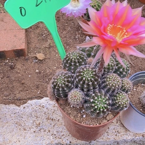 阿*哥仙人掌彩草0211送101