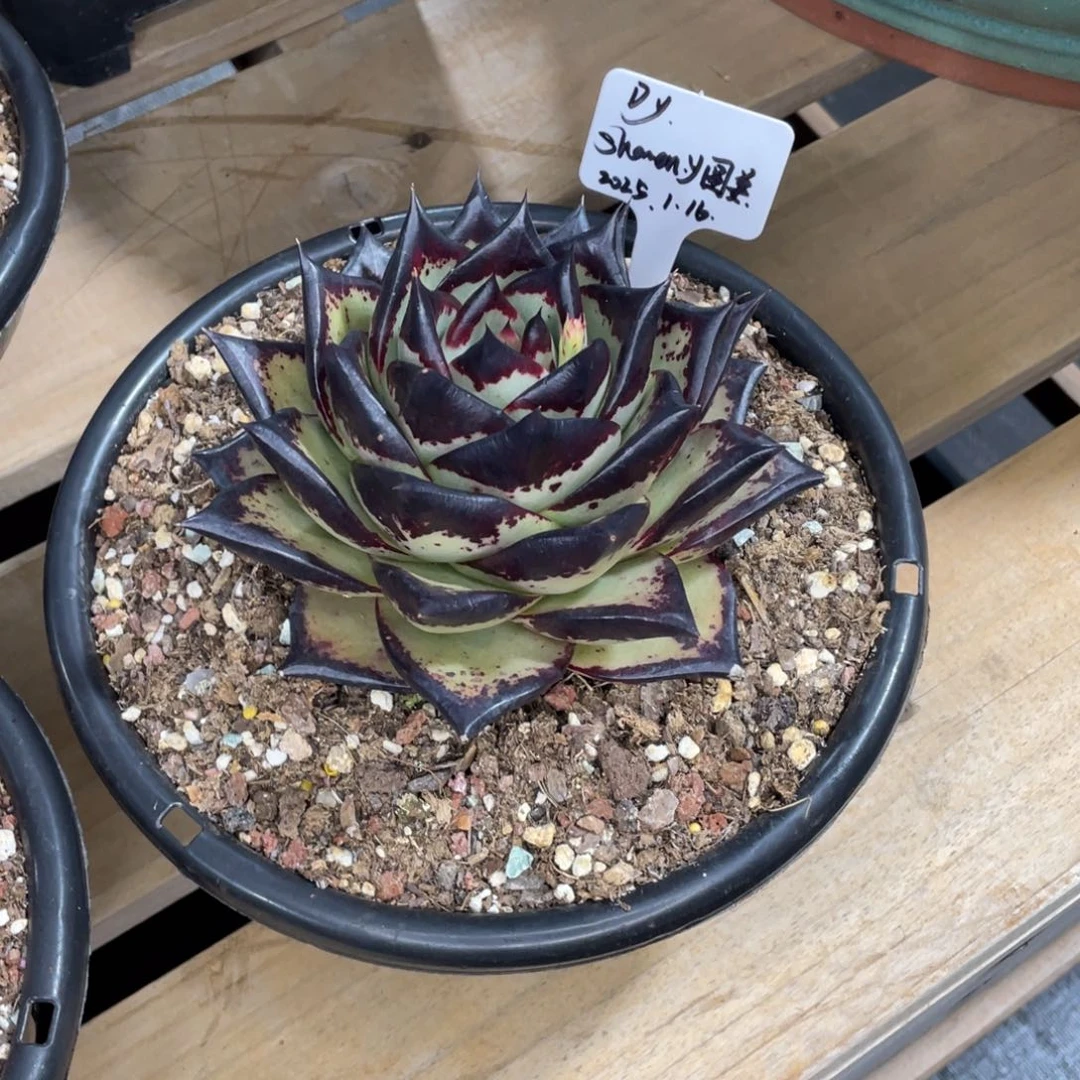 D****哥多肉植物，山人园艺