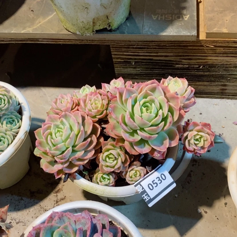 【闪购商品】哈密瓜0530