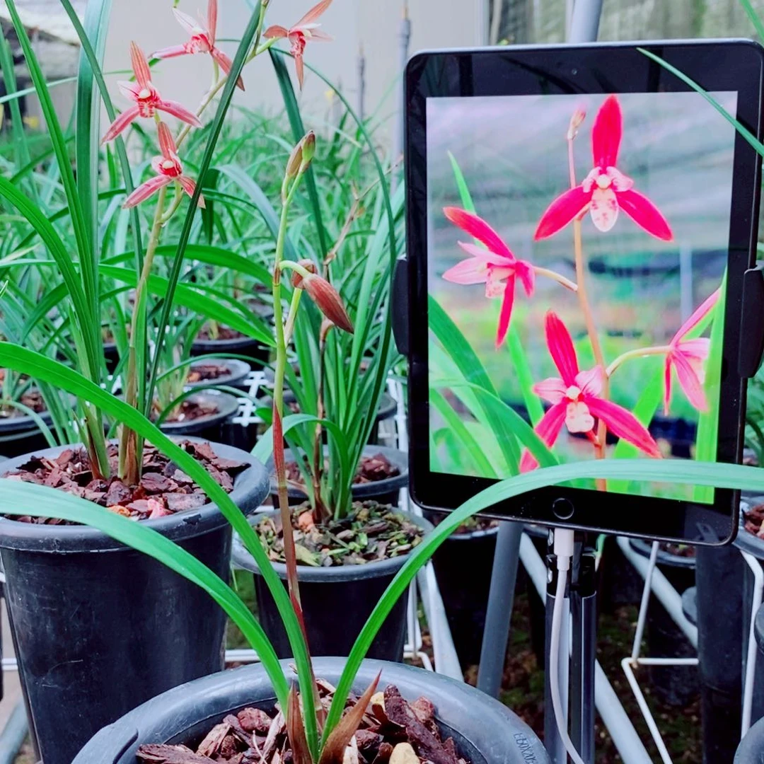 当前无花栽培后可以开花