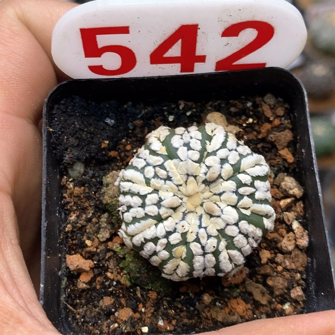 542福利特价咯福利