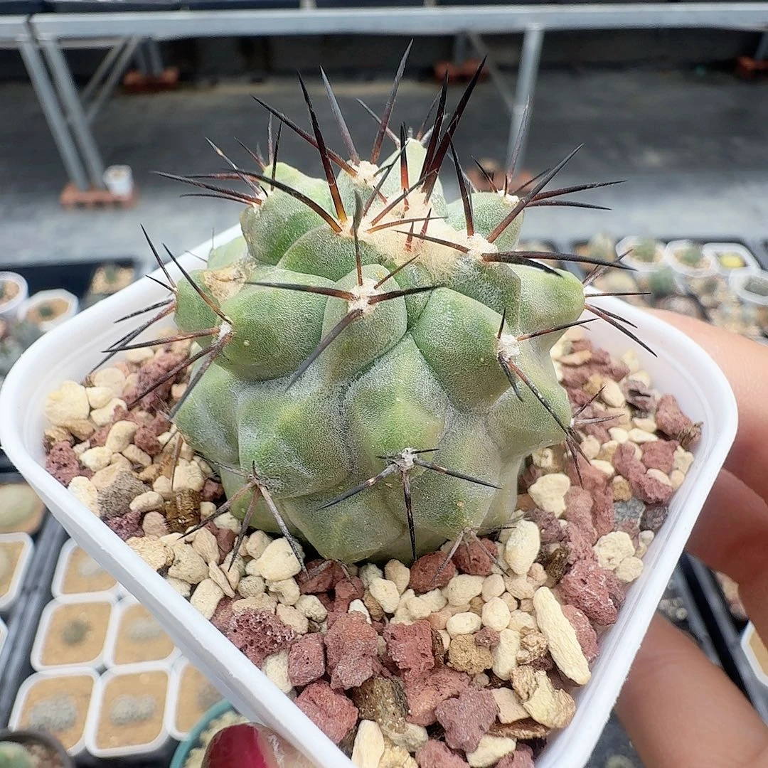 侧芽黑王脱土发货