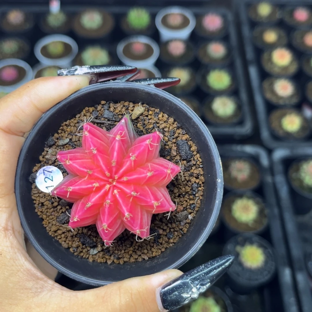 127    带盆土发货