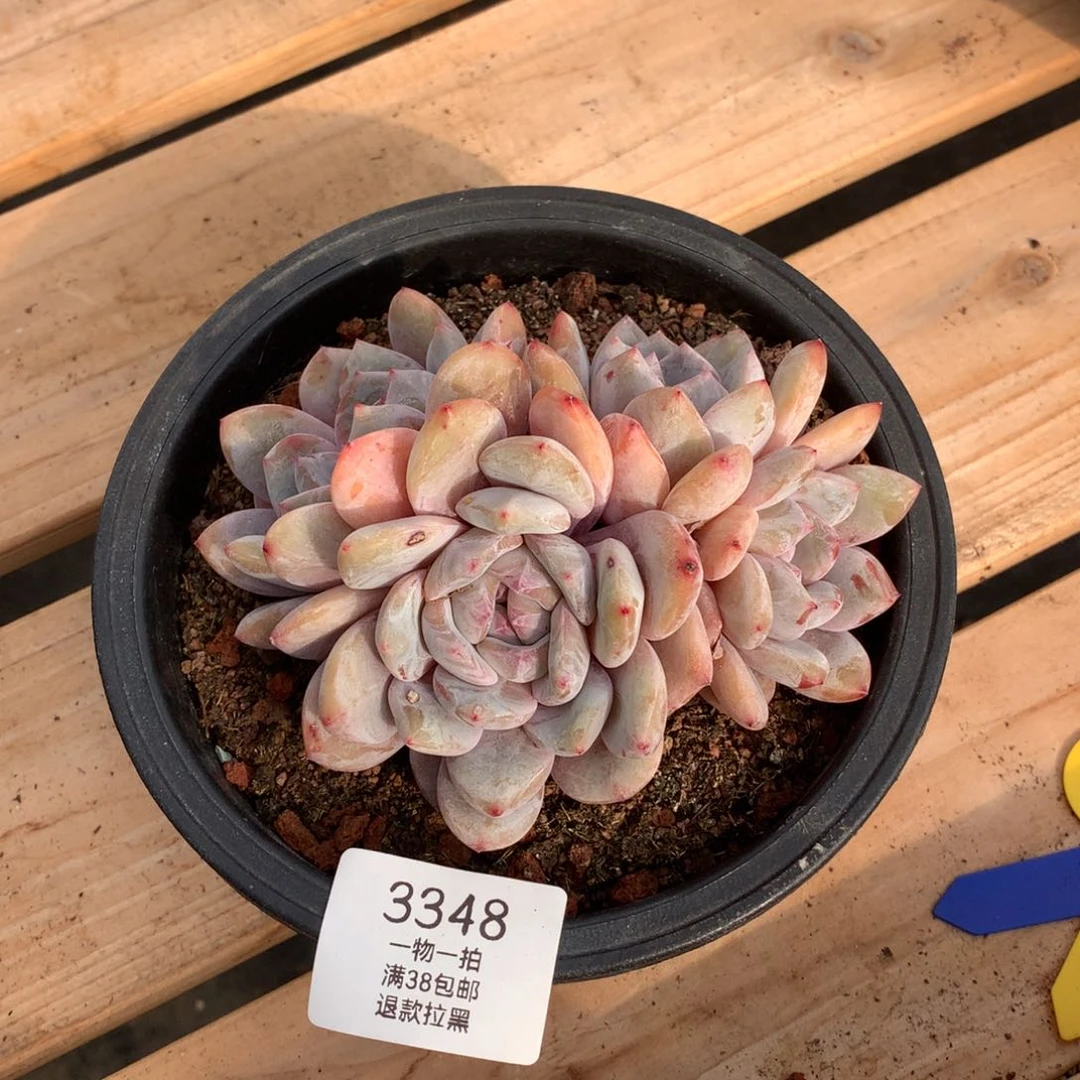 13.5厘米四头蒙特3348