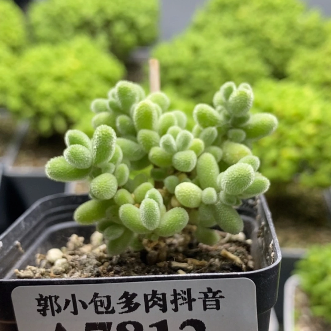 优选冰晶7812枝干番杏