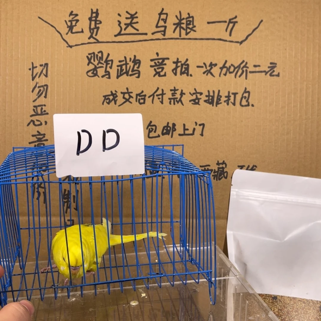 虎皮鹦鹉哈哈哈哈哈哈哈