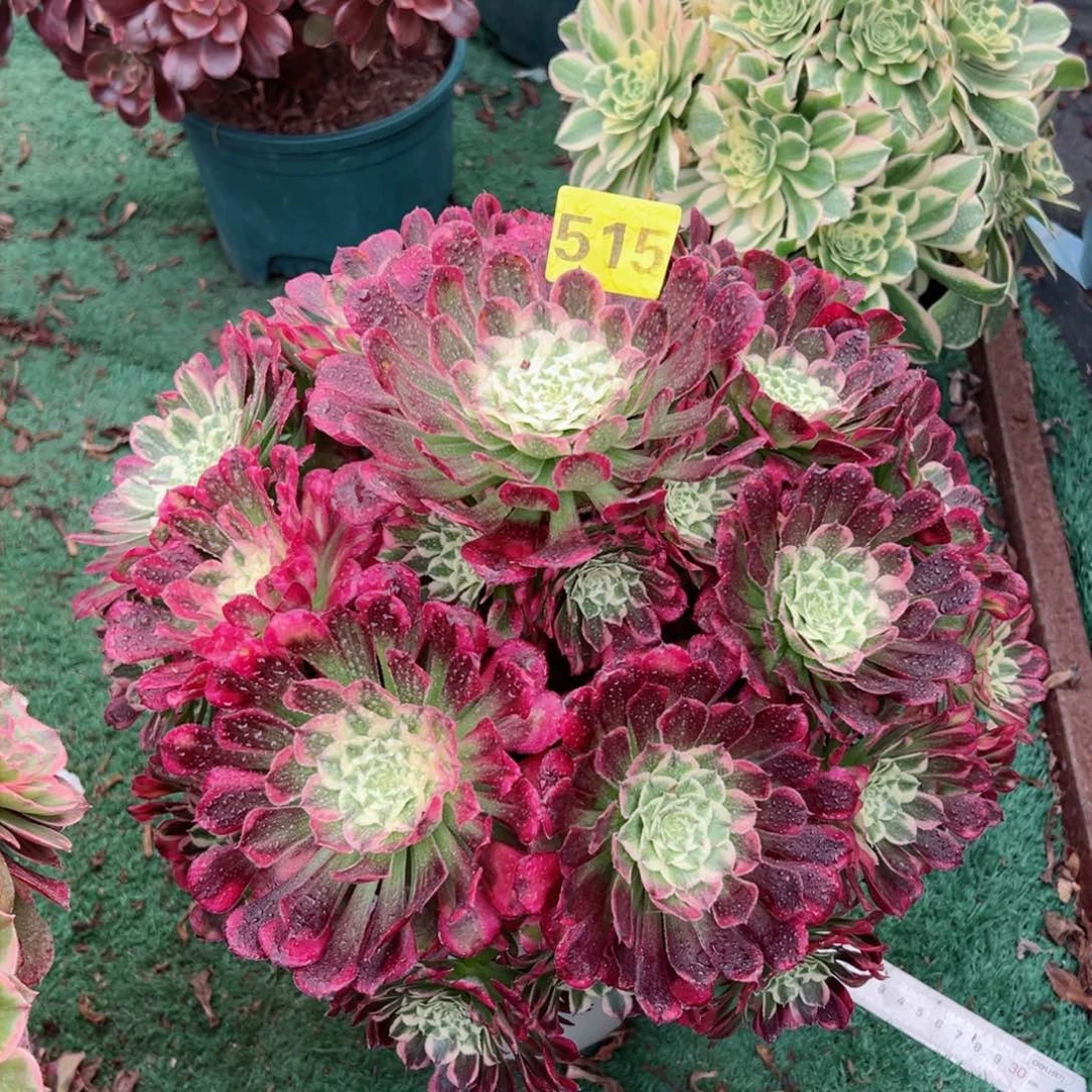 515霁月法师多肉植物