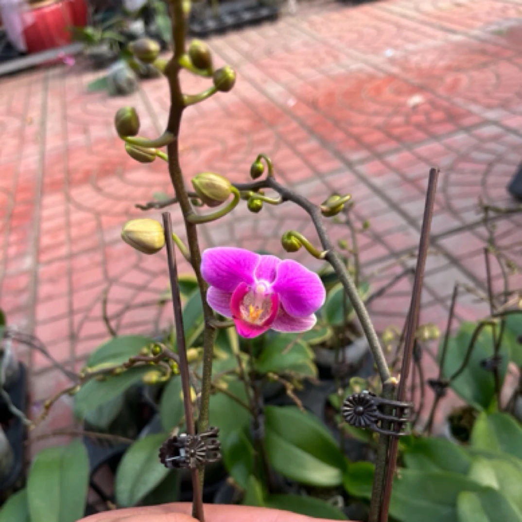 蝴蝶兰盆三和粉珠廉  3.0寸双花剑生花苞 根少 介意勿拍 无售后