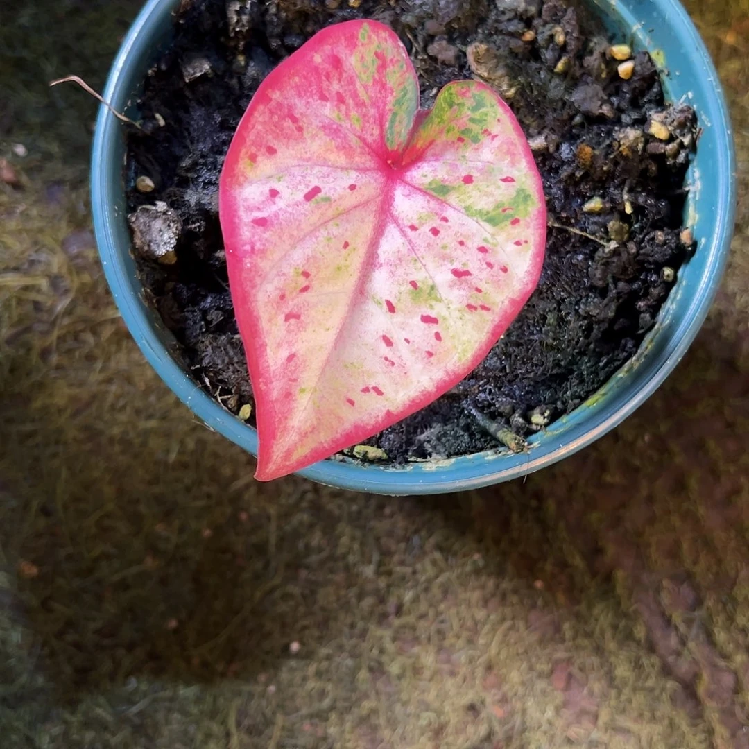 少***精无花朵泰彩丹霞养定51