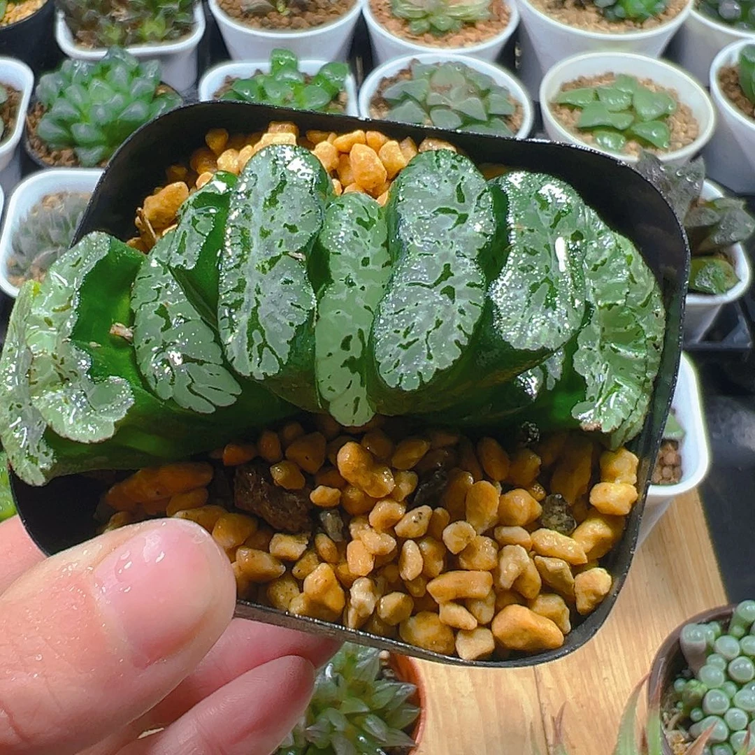 玄武玉扇多肉多肉1