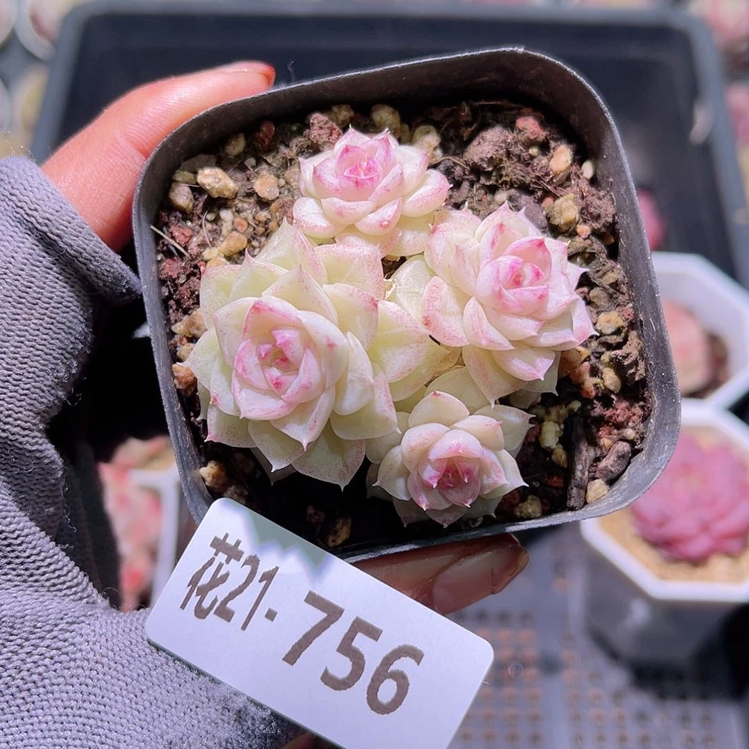 花21-756白天鹅群