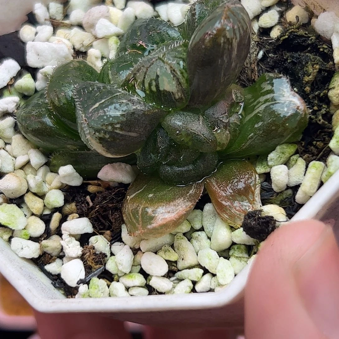 粉黛锦十二卷多肉植物