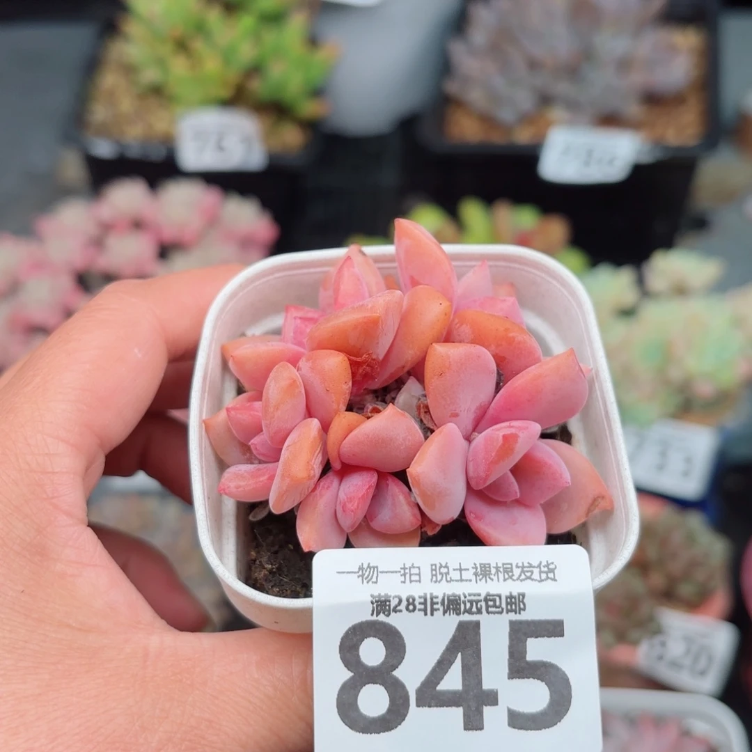 彩虹糖整群无盆土发货