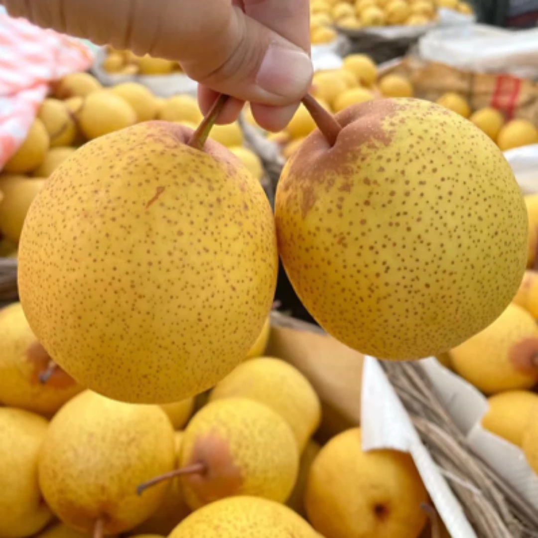 东北特产白梨脆甜多汁薄皮细渣孕妇水果