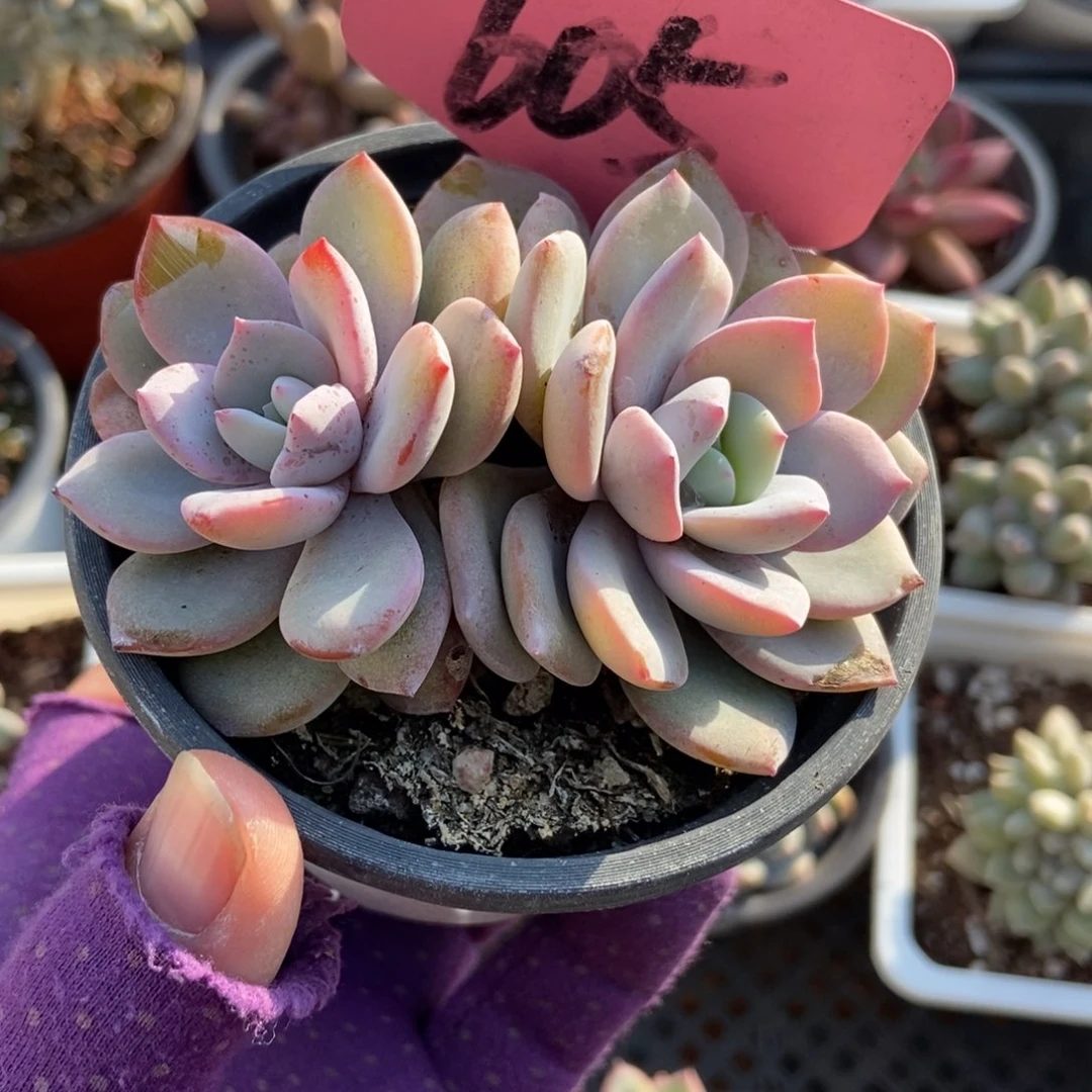 605奶茶多肉植物多肉