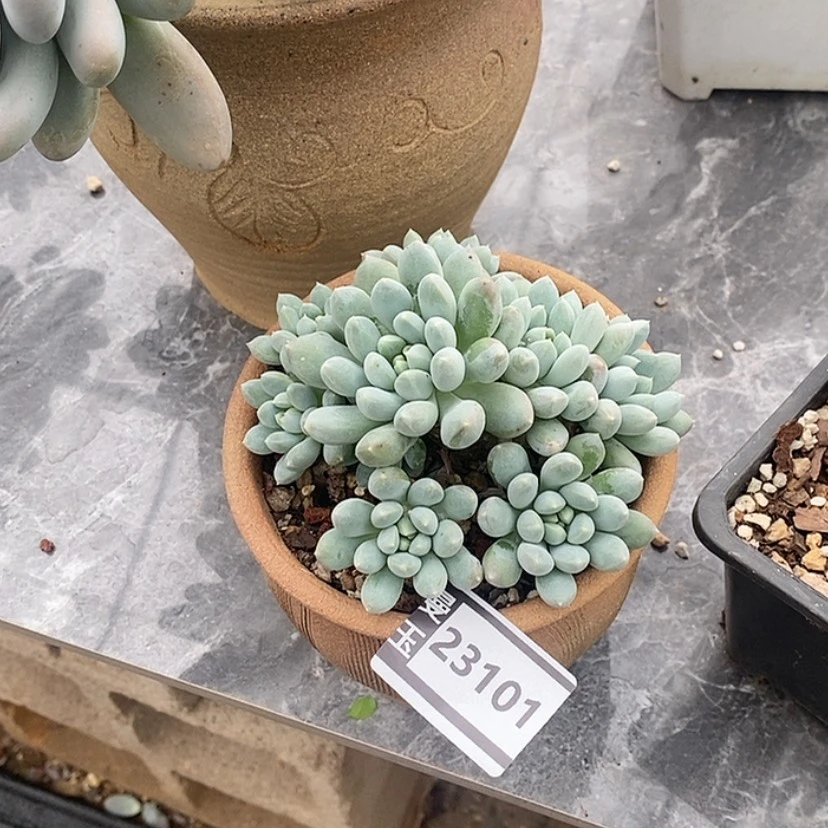 【闪购商品】奶糖23101
