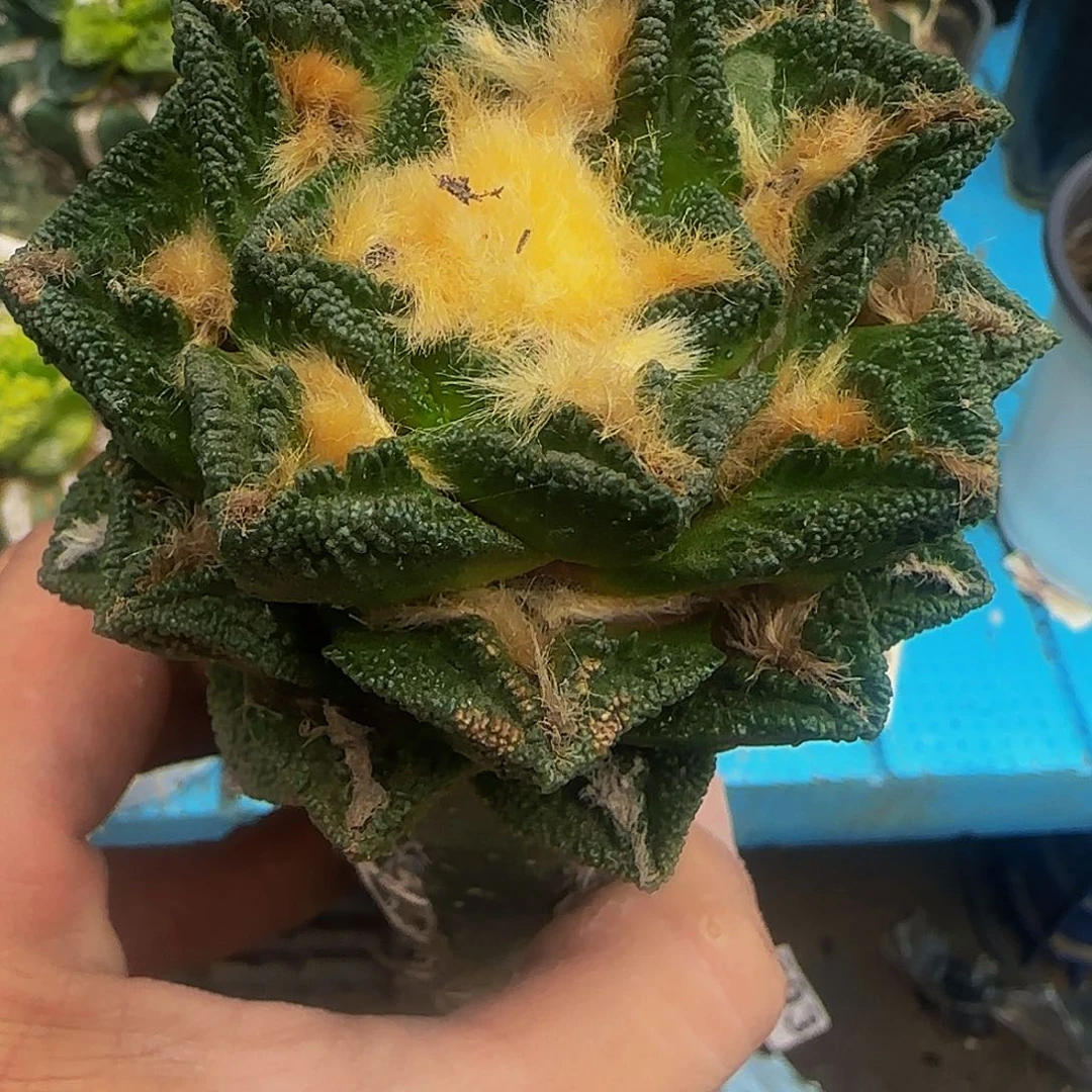 辛顿669仙人球开花