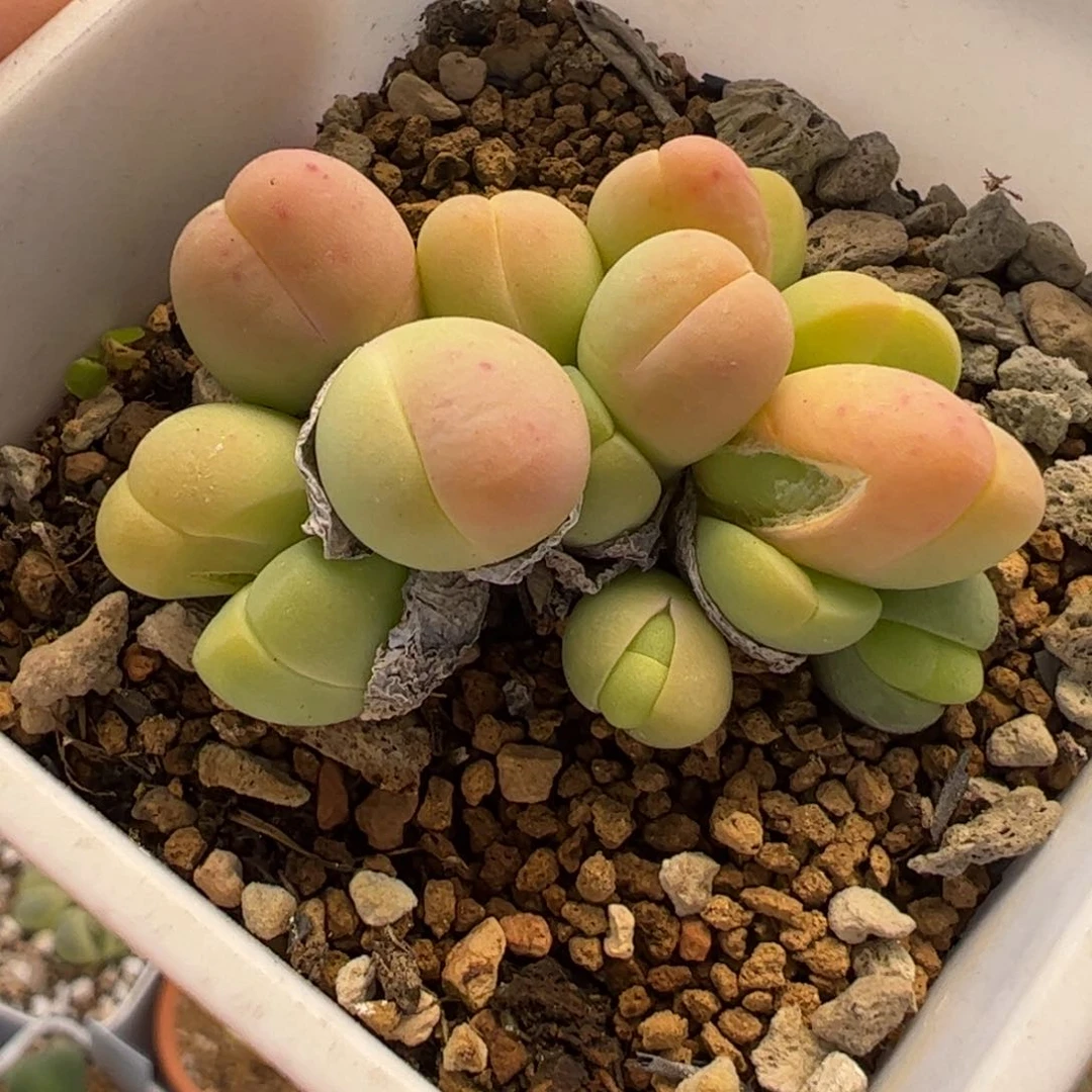 821多肉植物组合