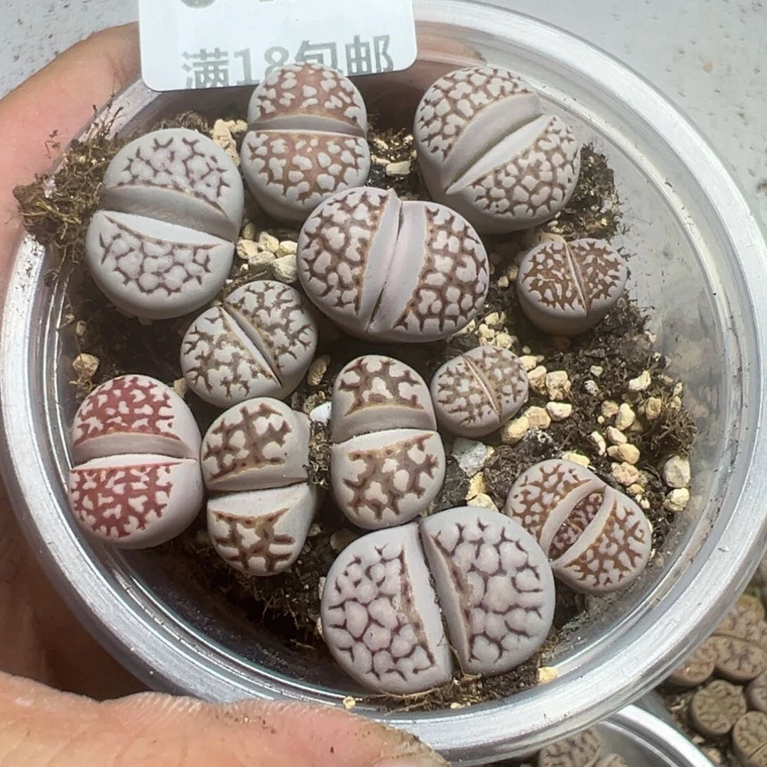 【闪购商品】 041。