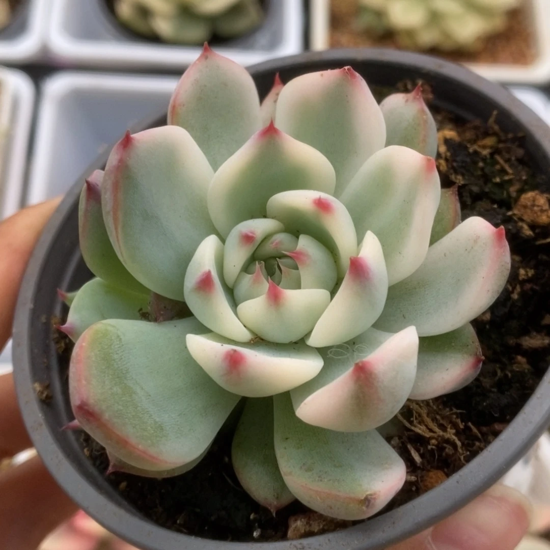 455锦锦锦锦锦锦锦锦