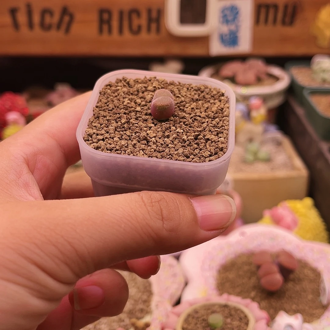 安格系列可带盆土发货