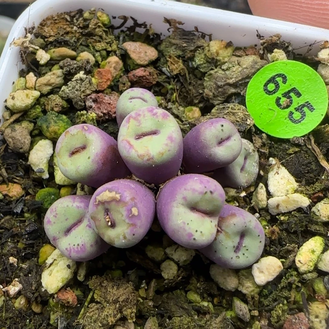 小红嘴群九头多肉植物655