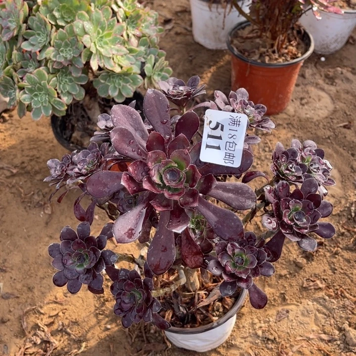 511红酒圆叶手捧1has