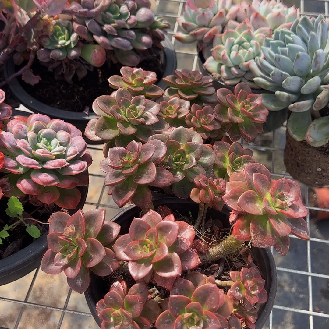 巧克力玫瑰多头造型精品