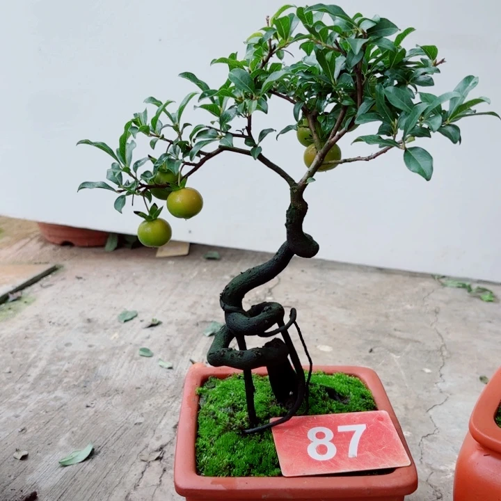 无花朵皓****）金弹子盆景树