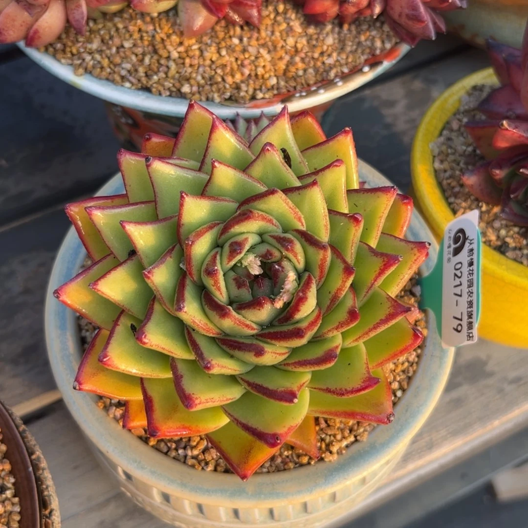 多肉一物一拍0217-79