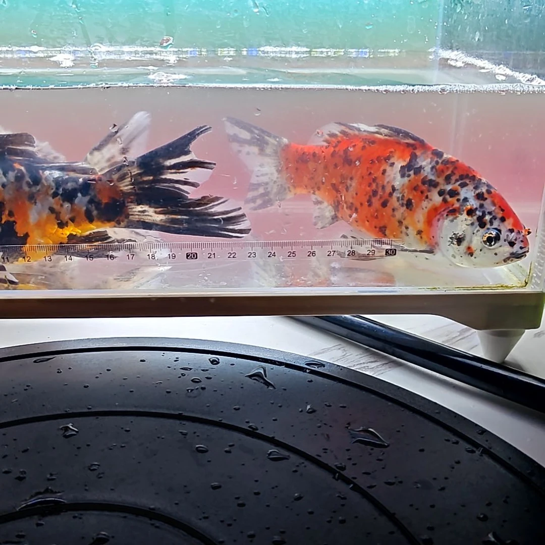 金鱼麻子草金鱼，抗活好养