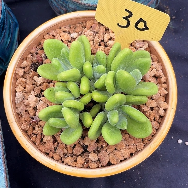 芒果奶30号码牌子的话